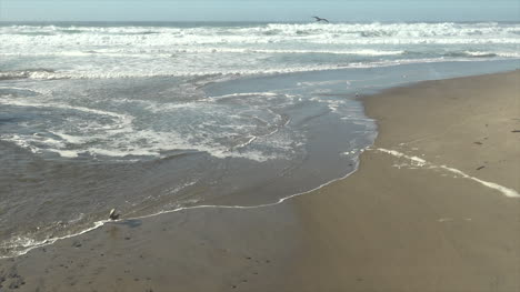 Oregon-Sea-Gulls-Feed-In-Surf